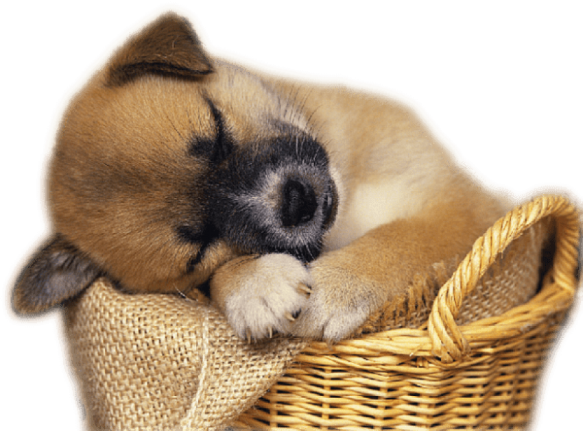 Free Png Download Cute Puppy In Basket Clip-art Png - Free Clip Art Puppies Transparent Png (850x629), Png Download