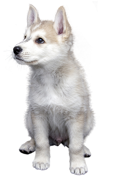 Dog, Pet, Isolated, Animal, Friendship, Trust, Puppies - Tamaskan Dog Clipart (480x720), Png Download