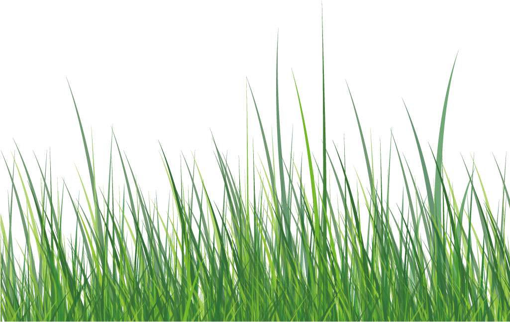 This Graphics Is Green Grass About Grass,roadside,ai,vector Clipart (1025x648), Png Download