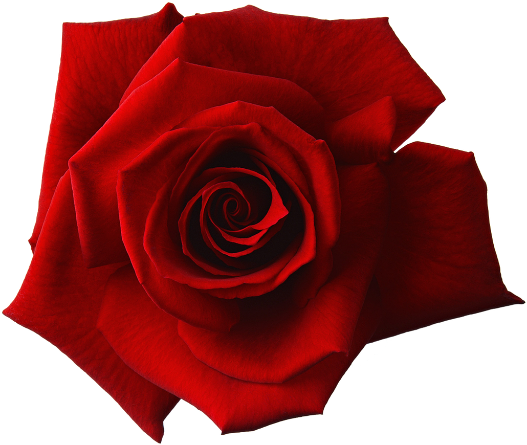 Red Flower Png - Red Rose Flower Transparent Clipart (960x720), Png Download