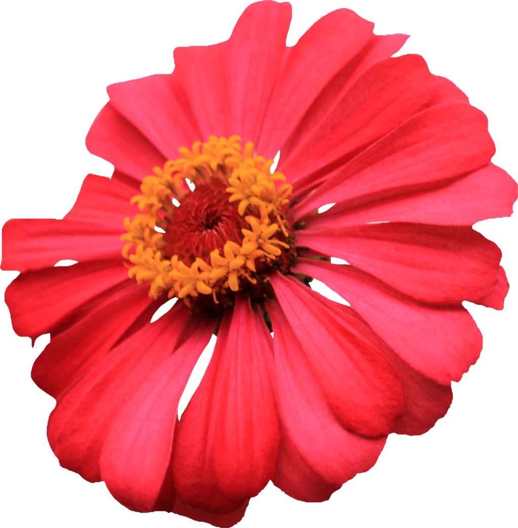 Com Red Single Layer Zinnia Png By Thy Darkest Hour - Single Flowers Hd Png...