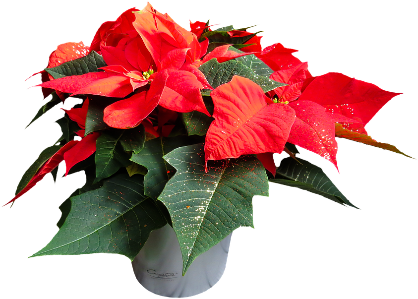 Flower, Poinsettia, Plant, Blossom, Bloom, Png - Poinsettia Plant With No Background Clipart (911x720), Png Download