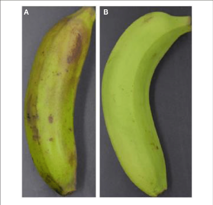 Visual Appearance Of Banana Fruit Treated With Ethylene - Saba Banana Clipart (736x706), Png Download