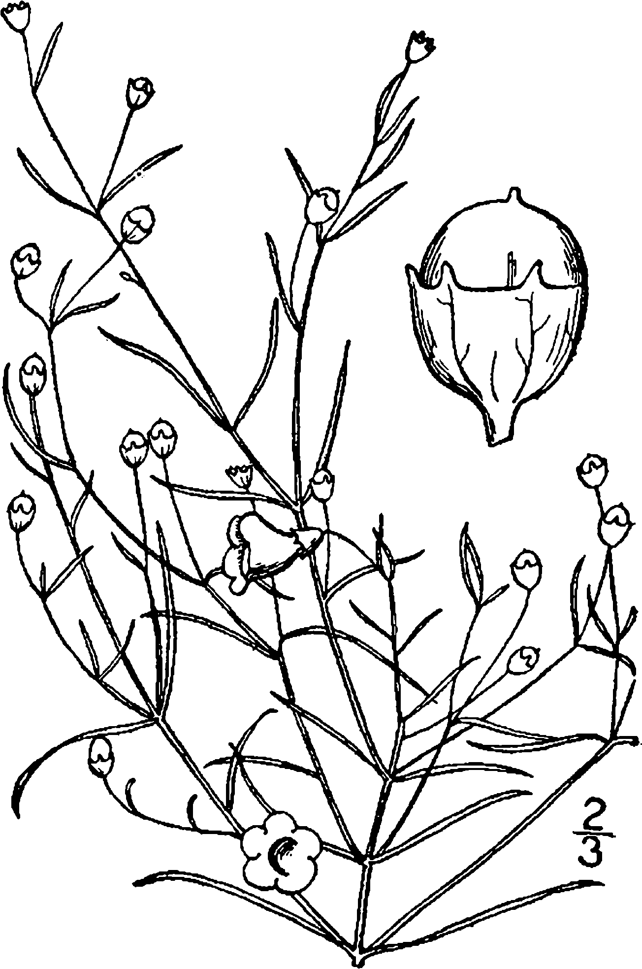 Agalinis Gattingeri Drawing - Line Art Clipart (1403x2000), Png Download