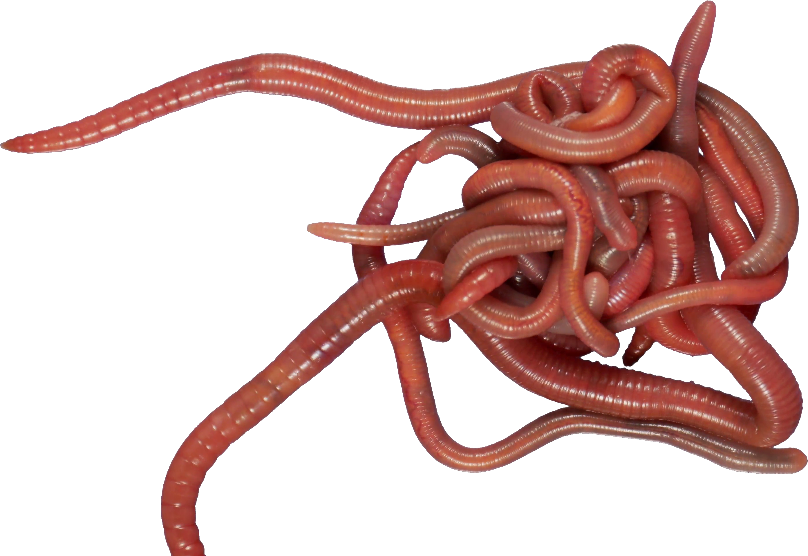 Earthworm Worm Png - Worm Png Clipart (2785x1917), Png Download