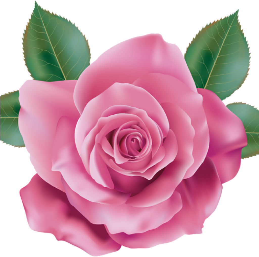 Pink Rose Clipart Rose Clipart Pink Rose Transparent - Rose Png (1024x1024), Png Download