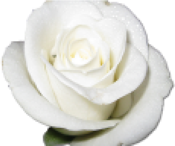 White Rose Clipart Png Format - Rose White Transparent Png (640x480), Png Download