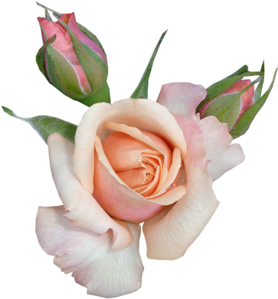 Rose Clipart Transparent Beautiful Rose With Buds Png - Beautiful Flowers Clipart With Transparent Backgrounds (567x600), Png Download