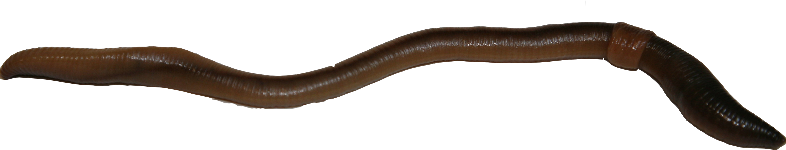 Earthworm Worm Png - Slender Blind Snake Clipart (3584x2389), Png Download
