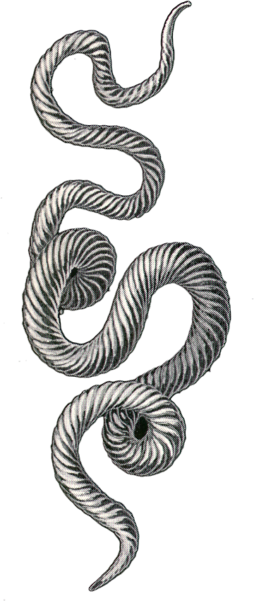 Snake Clipart (368x908), Png Download