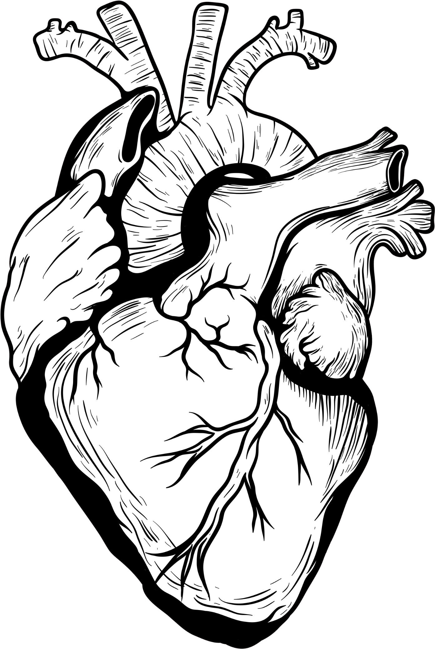 Heart Drawing Organ Designer Heart Transprent Free Clipart (1393x2080), Png Download