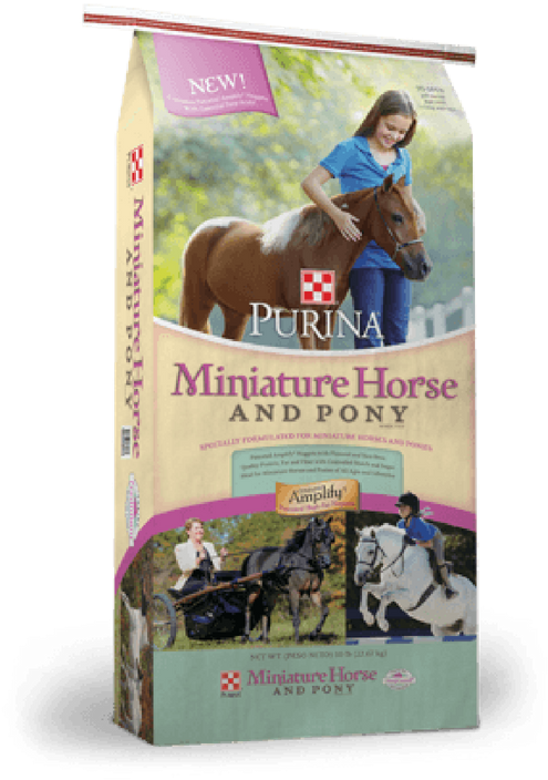 American Miniature Horse Clipart (800x800), Png Download