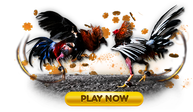 Cockfight - Cock Fight Clipart Png Transparent Png (900x400), Png Download