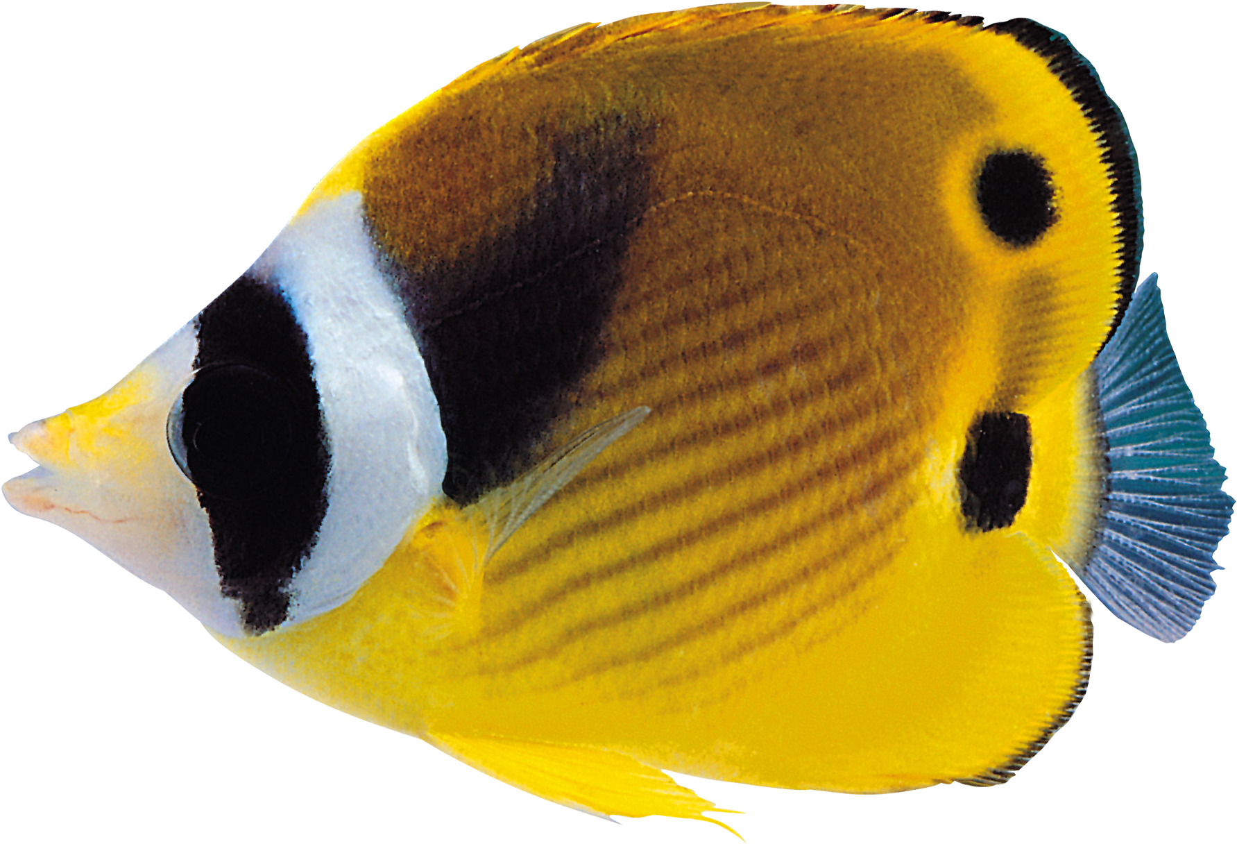 Reef Fish Transparent Background Clipart (1842x1279), Png Download
