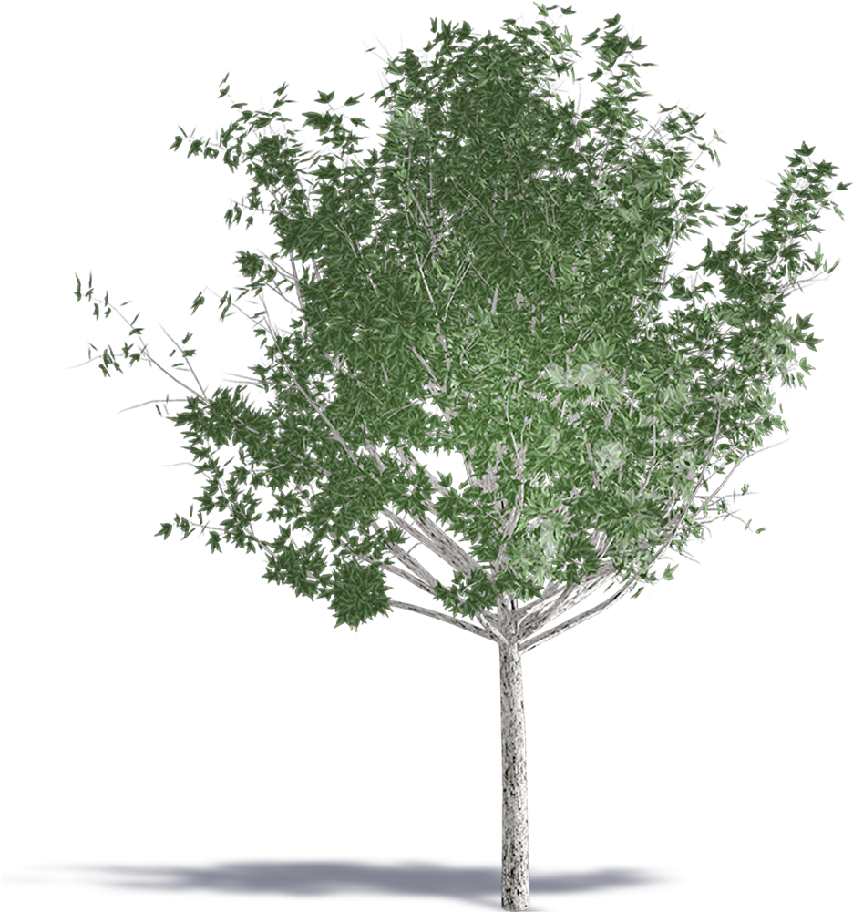 Trident Maple - Birch Clipart (1000x1000), Png Download