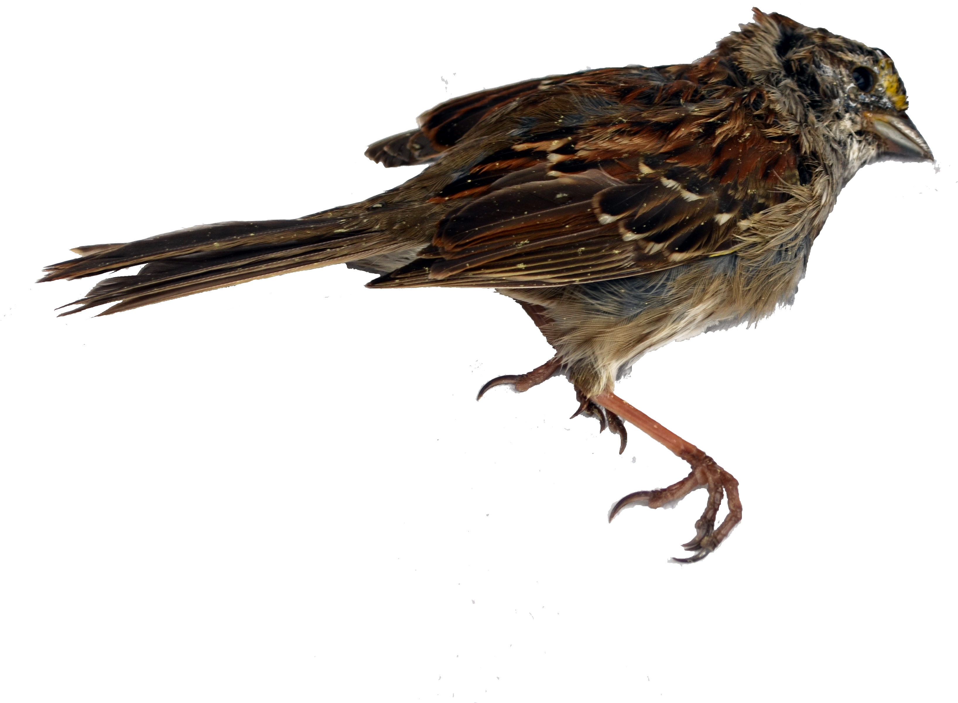 4928 X 3264 3 - House Sparrow Clipart (4928x3264), Png Download