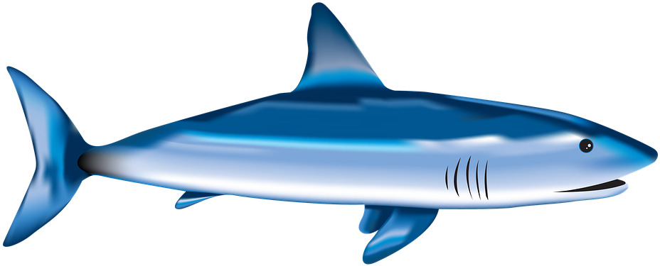 Fish, Shark, Sea, Underwater, Nature, Aquatic, Wild - Requiem Shark Clipart (960x654), Png Download
