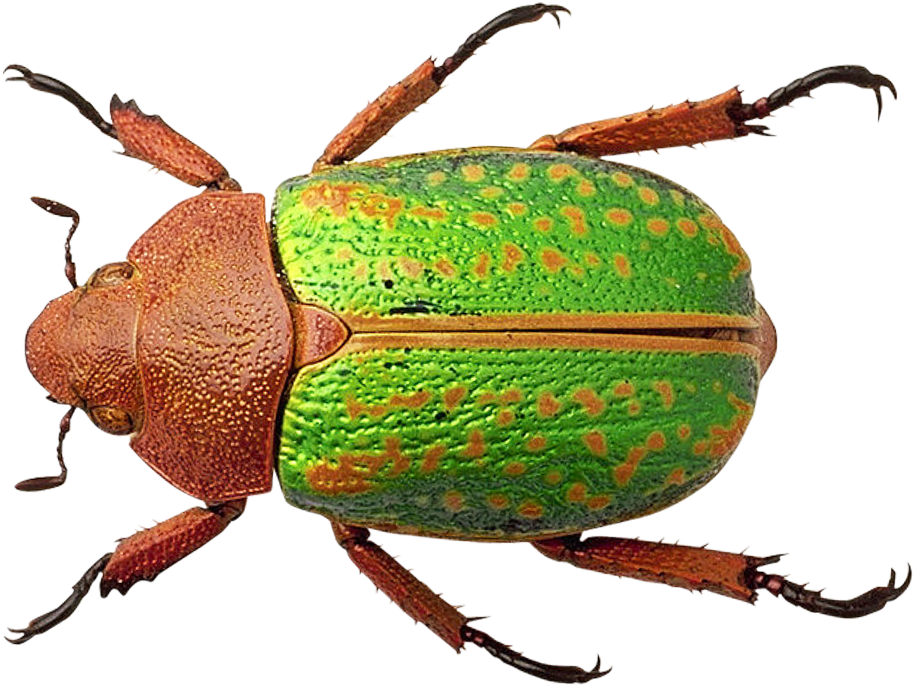 Bug - Bug Png Clipart (1050x829), Png Download