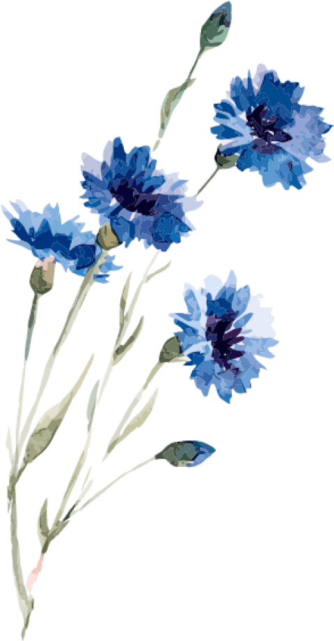 Free Png Download Watercolor Flower Drawing Blue Png - Png Watercolor Flowers Blue Clipart (480x920), Png Download