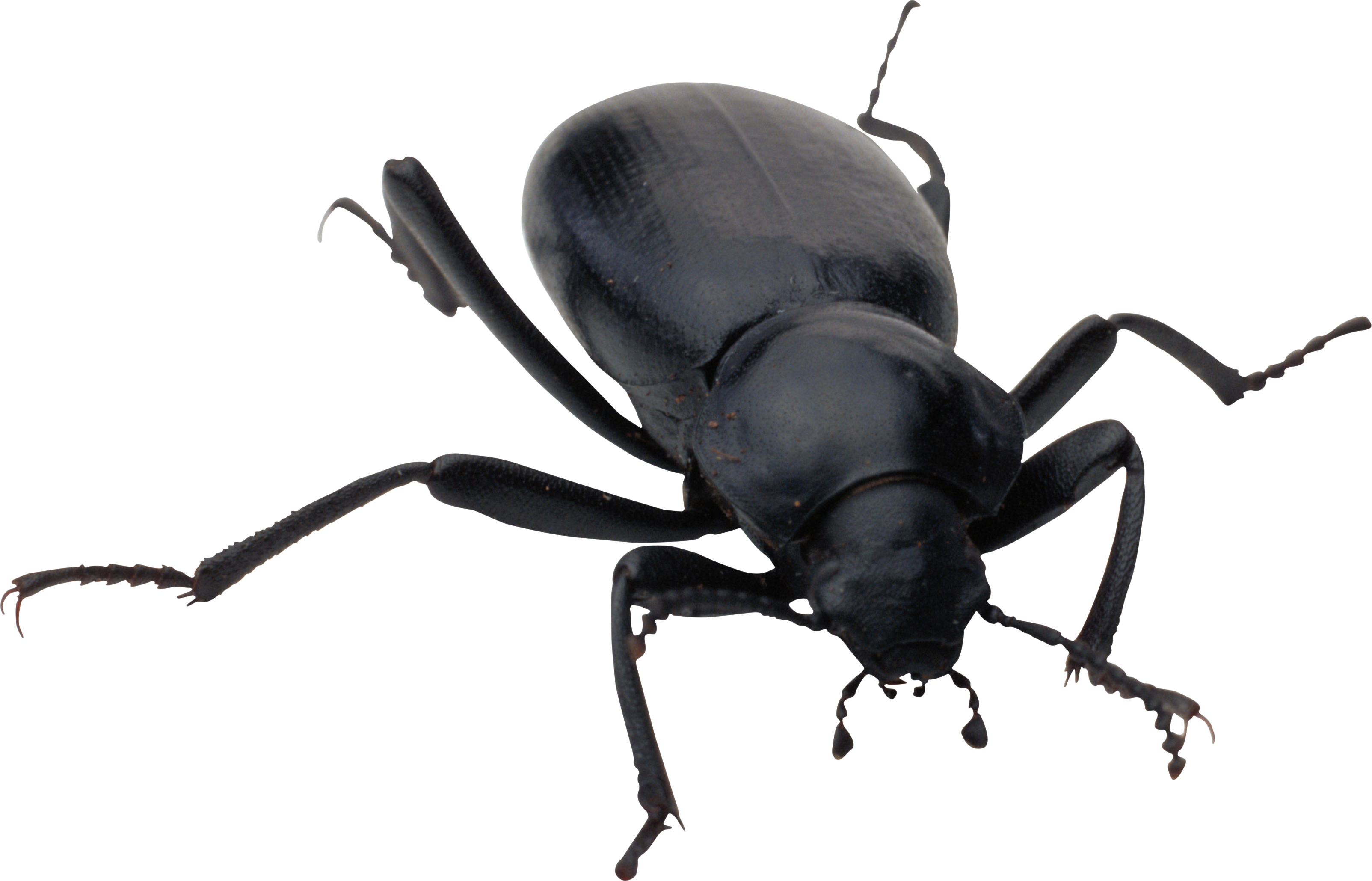 Bug - Black Bug Png Clipart (3207x2059), Png Download