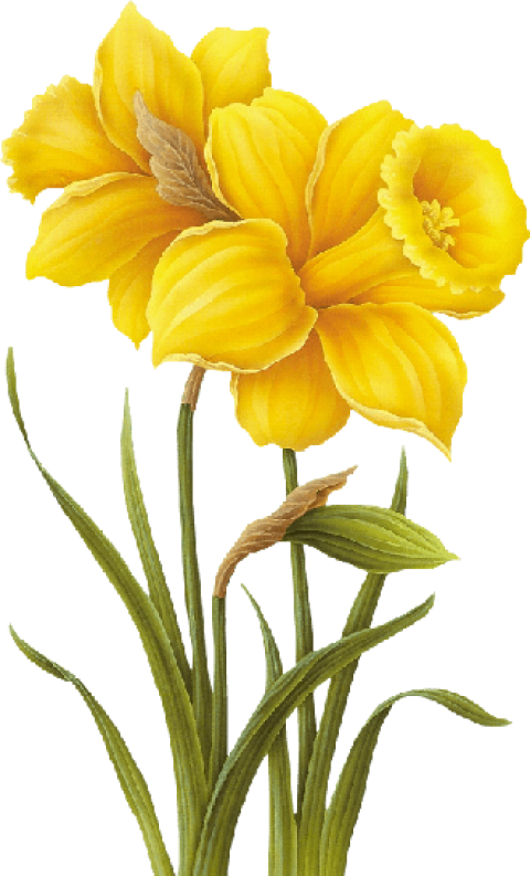 Free Png Download Yellow Flower Drawing Png Images - Yellow Flower Drawing Png Clipart (480x793), Png Download
