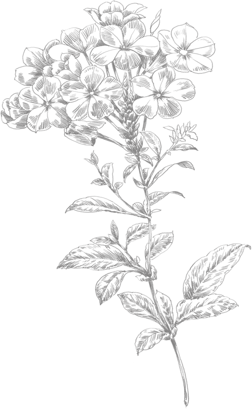Line Art Flowers - Transparent Flower Drawing Png Clipart (807x1306), Png Download