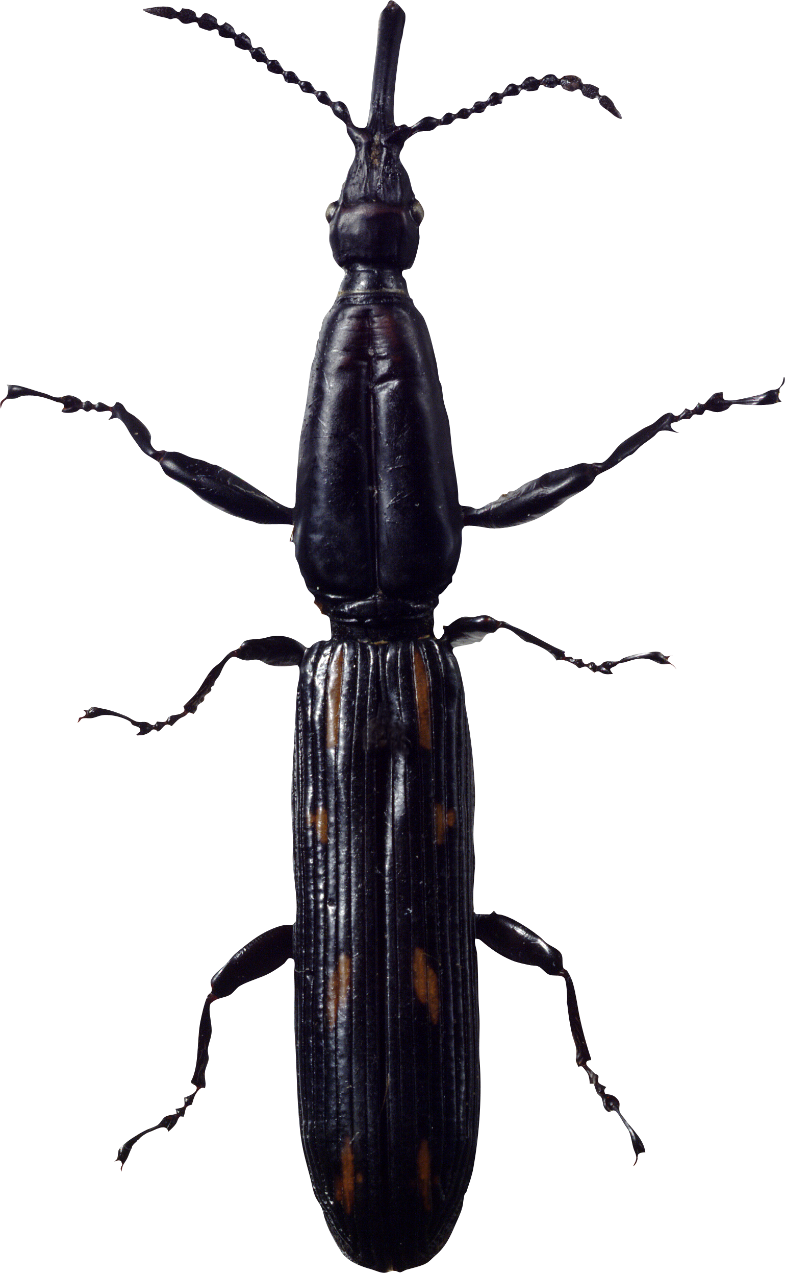 Bug Png Image - Longhorn Beetle Clipart (1539x2493), Png Download