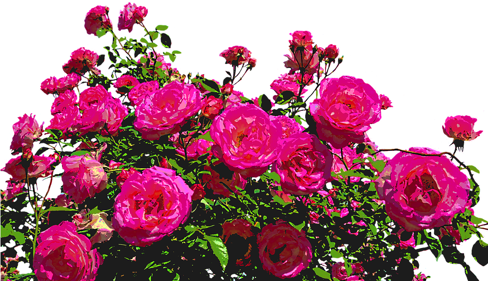 Roses, Nature, Drawing, Flower, Rose Blooms, Blossom - Flores Y Rosas Png Clipart (960x565), Png Download