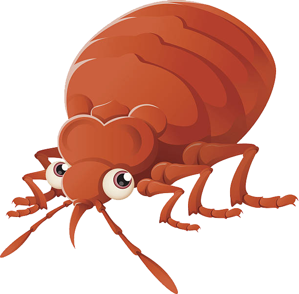 Bed Bug Png - Bed Bug Transparent Background Clipart (612x603), Png Downloa...