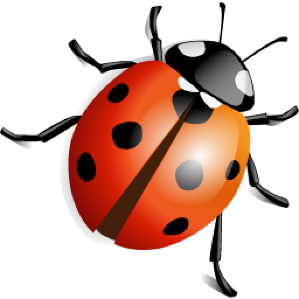 Lady Bug Png Free Download - Insects Png Clipart (600x600), Png Download