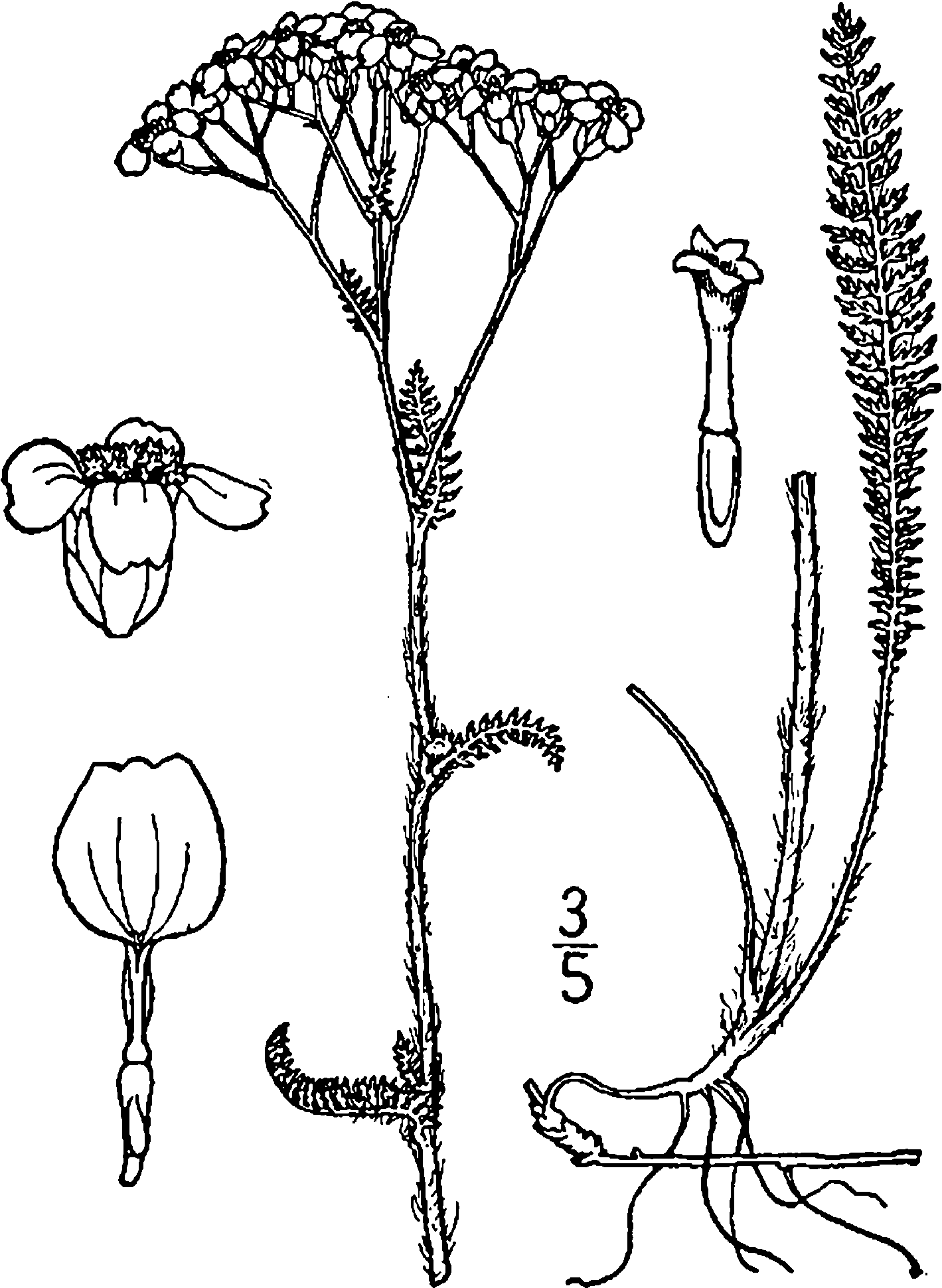 Achillea Millefolium Occidentalis Drawing - Draw A Yarrow Flower Clipart (1497x2000), Png Download