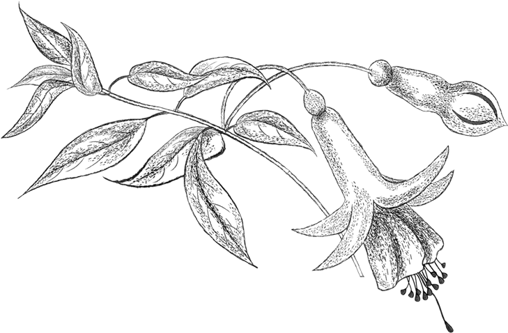 Pencil Png, Colouring, Coloring Books, Flower Patterns, - Line Art Clipart (744x497), Png Download