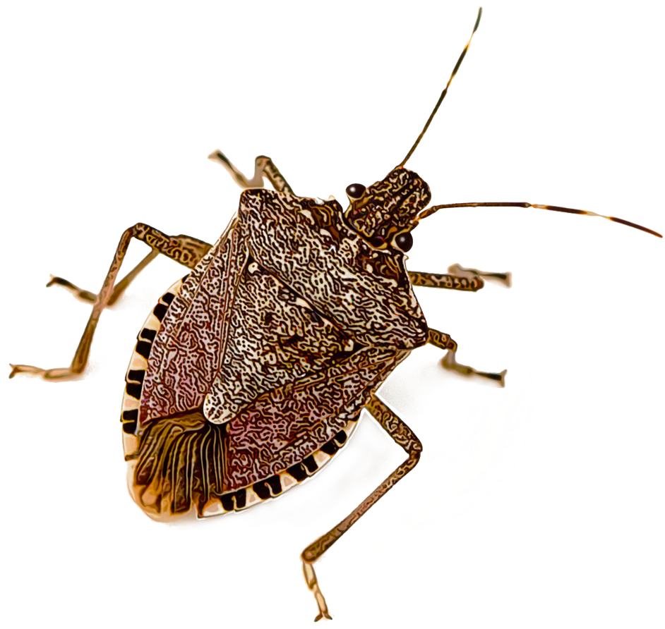 Brown Marmorated Stink Bug , Png Download Clipart (942x892), Png Download
