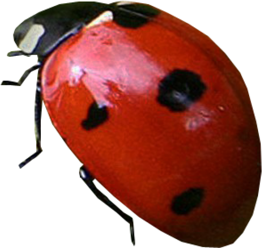 Lady Bug Png Free Download - Love Clipart (600x555), Png Download