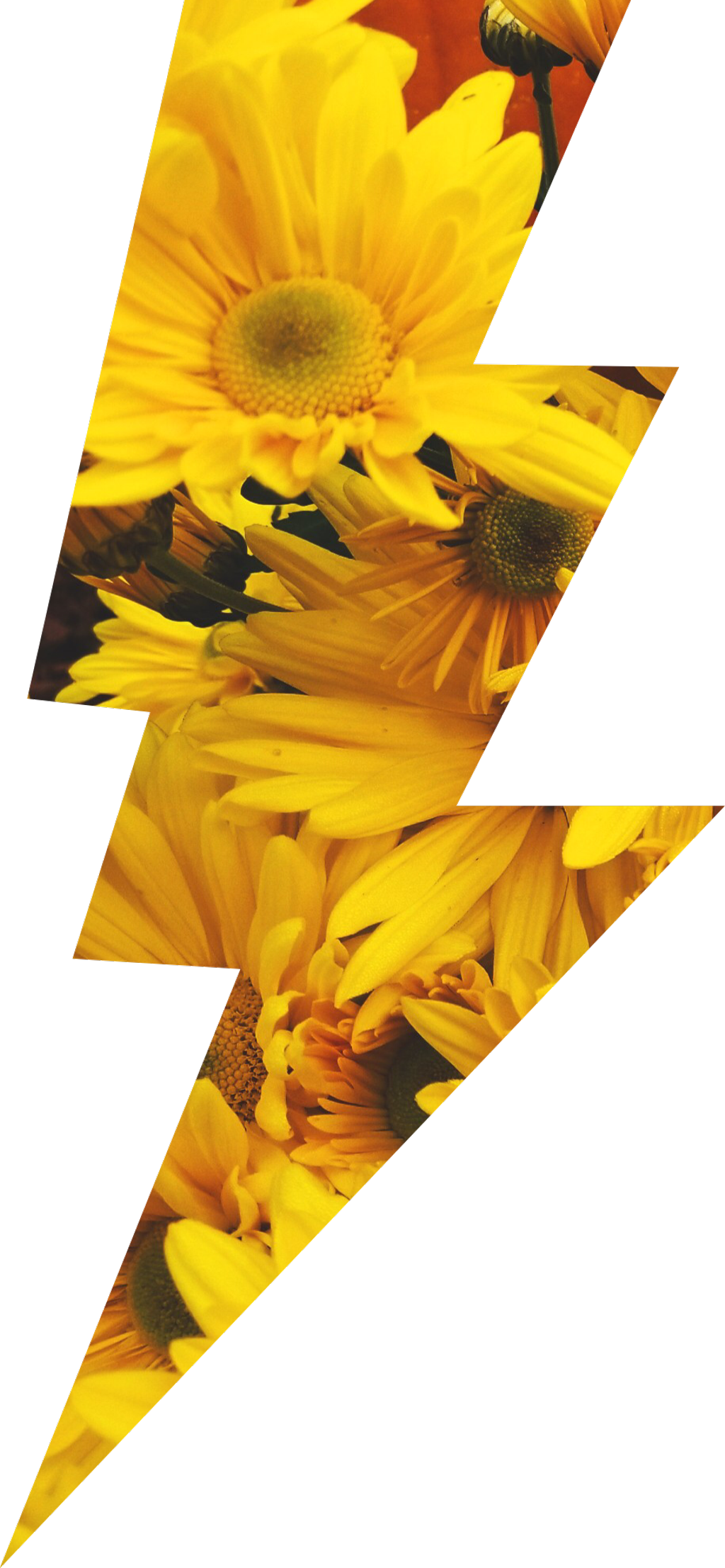 Sunflowers Sticker - Sunflower Clipart (1024x2213), Png Download