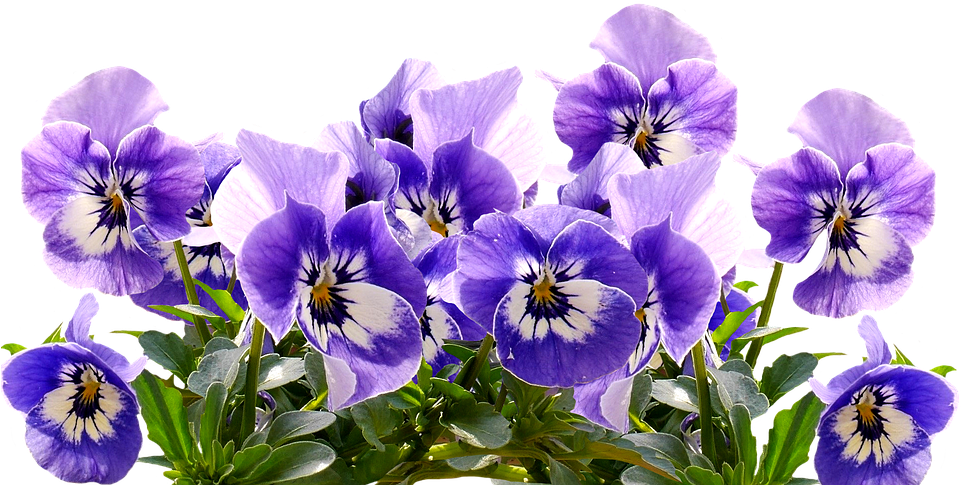 Transparent Mothers Day Flowers Clipart (960x540), Png Download
