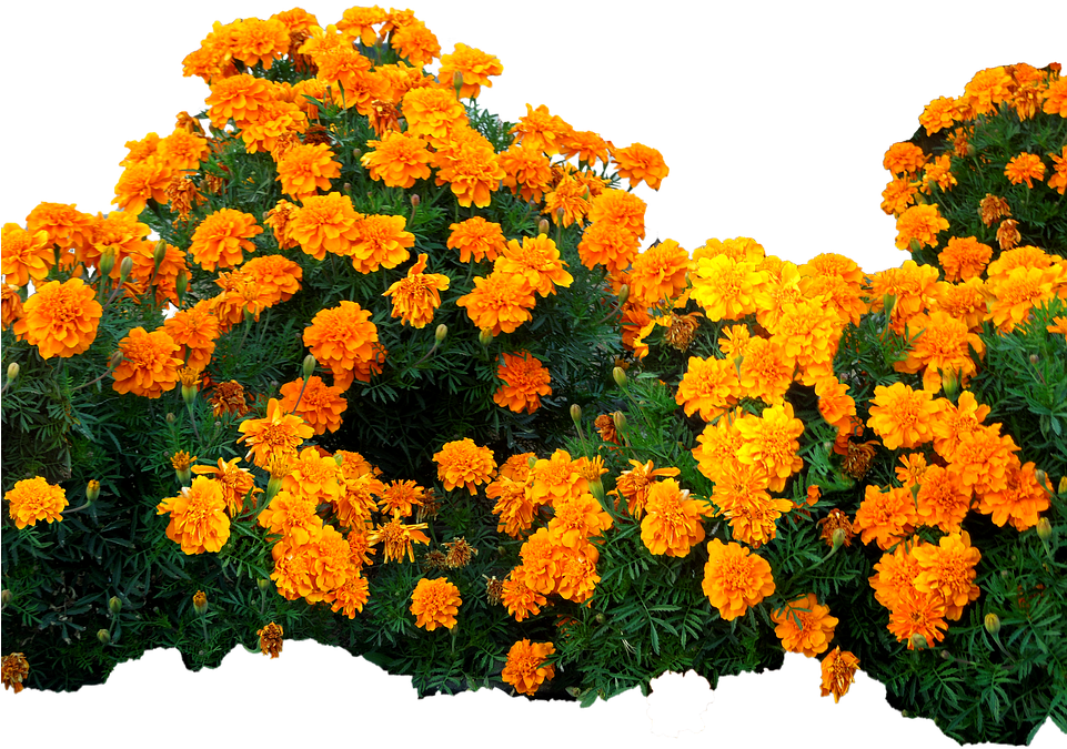 Plantas Con Flores Png Clipart (960x718), Png Download