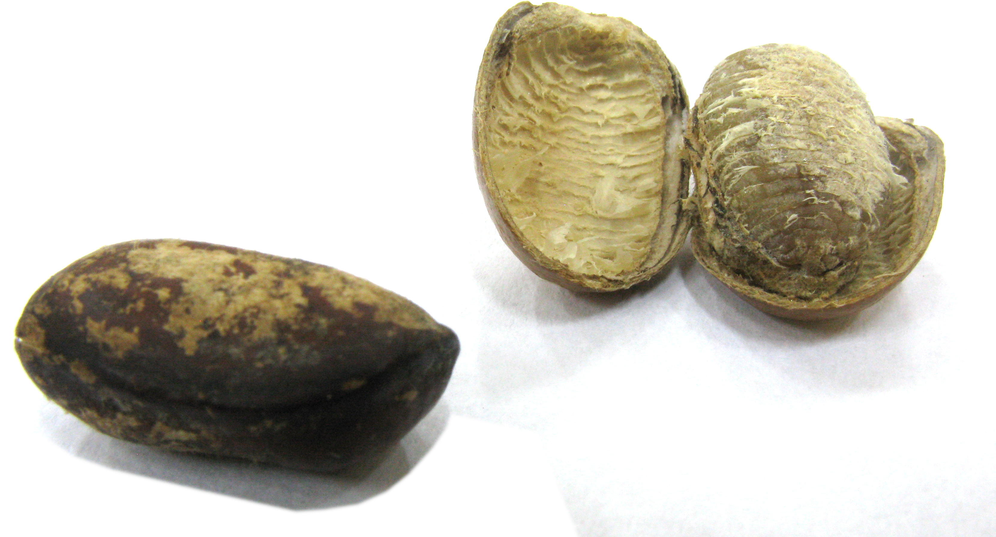 Monodora Myristica Seeds - Monodora Myristica Clipart (3339x1842), Png Download