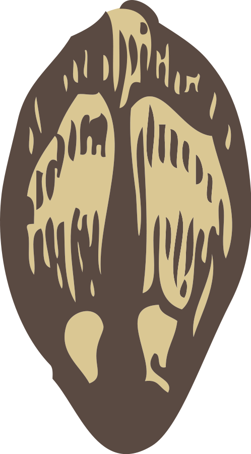 Seed Png Clipart (498x900), Png Download