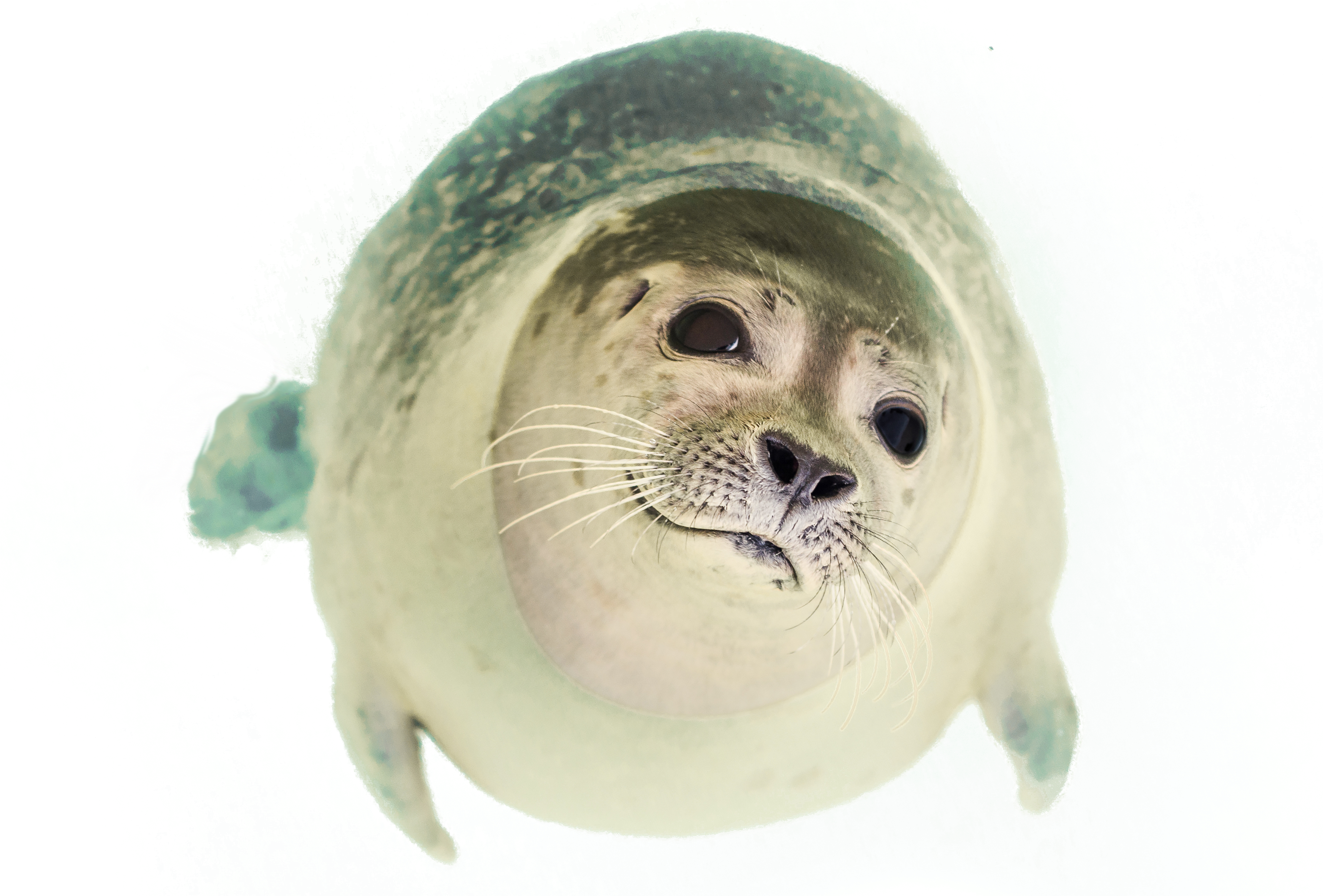 Seal Swimming Clipart (4210x2938), Png Download