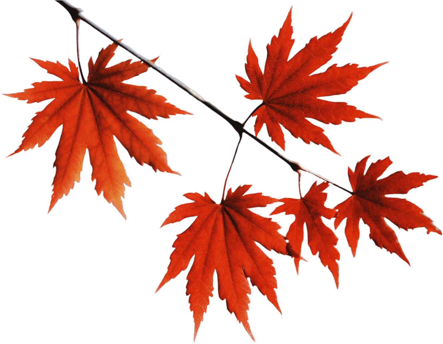 Red Leaves Png - Red Leaves Tree Png Clipart (2130x1199), Png Download
