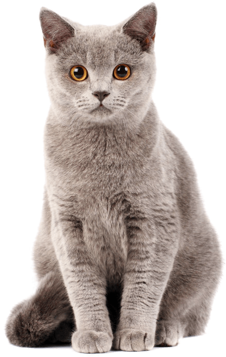 Cat Transparent Arts - Cat Png Clipart (1000x1000), Png Download