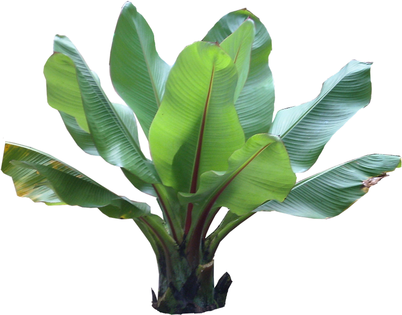 Tropical Plants Png Clipart (811x646), Png Download