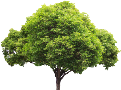 Tree Clipart (960x350), Png Download