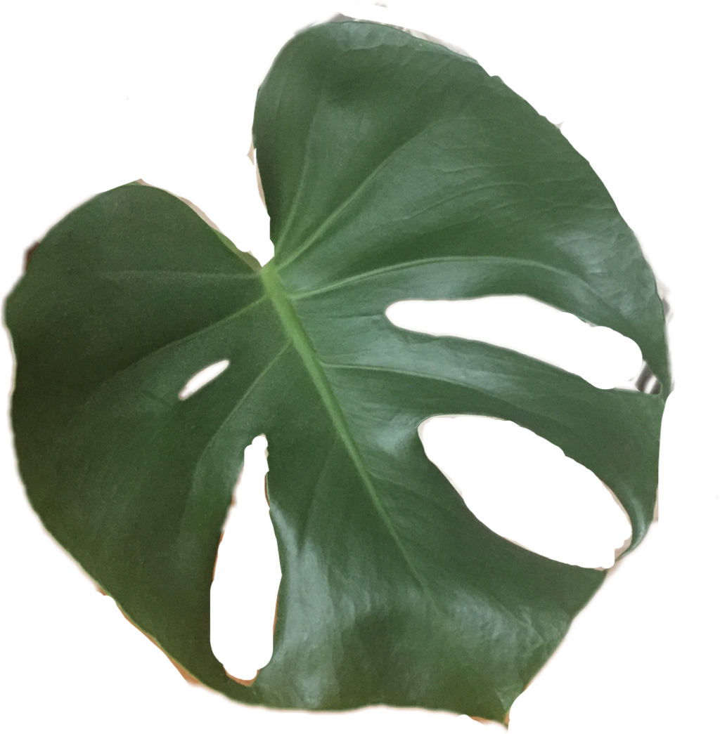 Plant Leaf Tropical Plants Cactusfreetoedit - Monstera Deliciosa Clipart (1024x1045), Png Download