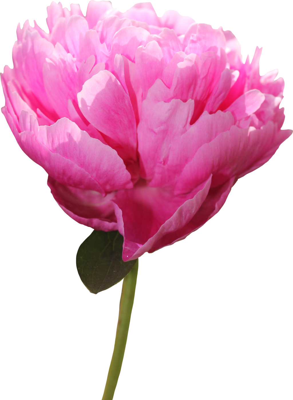 Peony Png Picture - Peony Clipart (1024x1396), Png Download