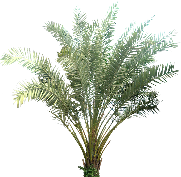 Visit - Transparent Background Plants Png Clipart (687x674), Png Download