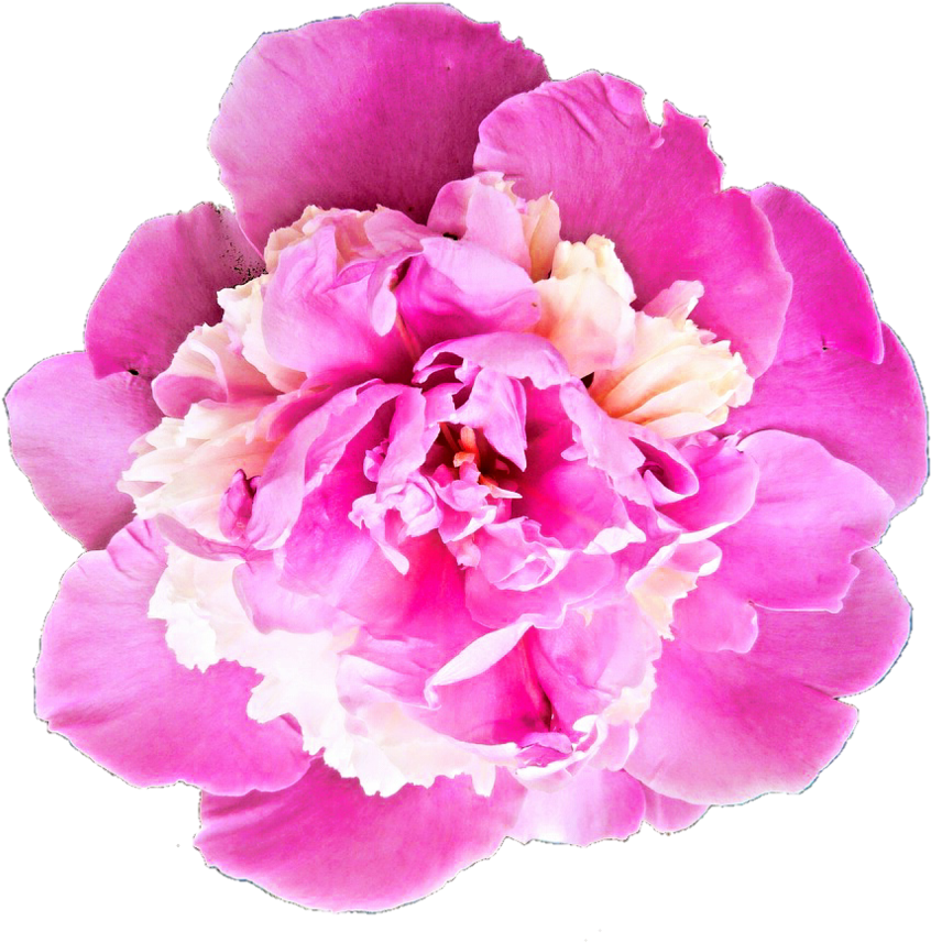 Peony Transparent Png - Bhavpurna Shraddhanjali Flower Png Clipart (905x882), Png Download
