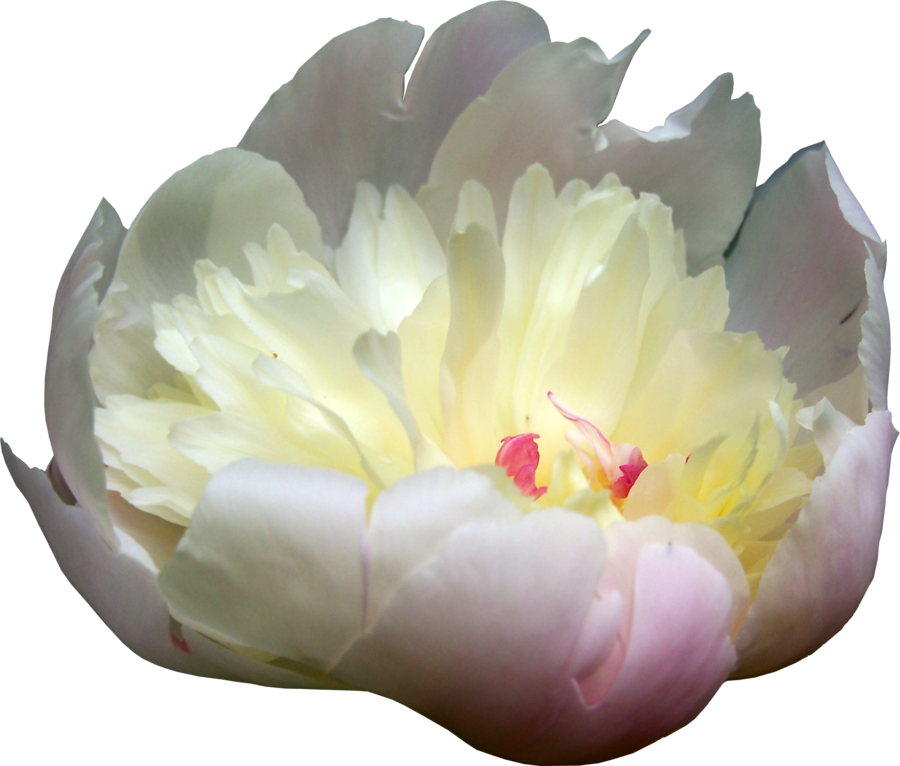 Peonies Png Picture - Yellow Paeonia Png Clipart (900x766), Png Download