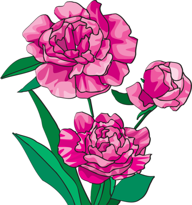 640 X 682 6 - Peony Clipart - Png Download (640x682), Png Download